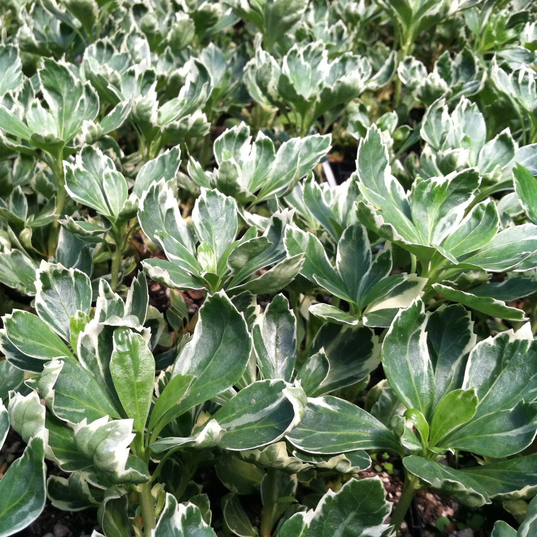 Pachysandra Terminalis Silver Edge variety photo