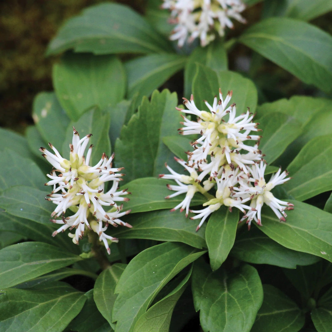 Pachysandra terminalis with small white flowers