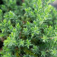 Juniper Blue Pacific