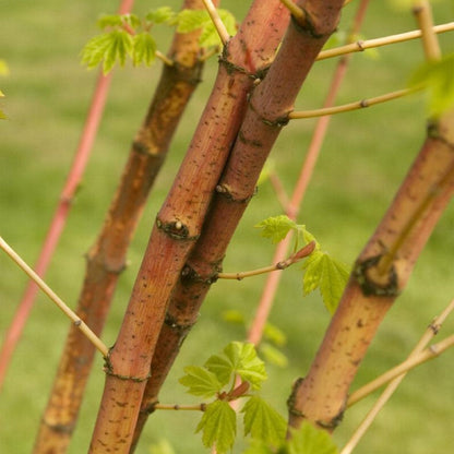Pacific Fire Japanese Maple