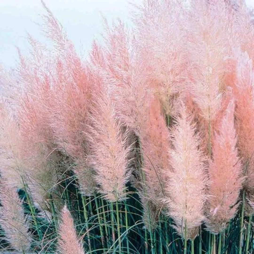 Pink Pampas Grass