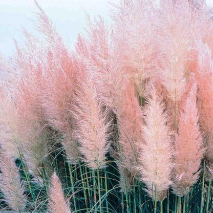 Pink Pampas Grass