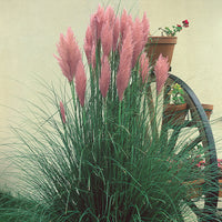 Pink Pampas Grass