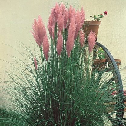 Pink Pampas Grass