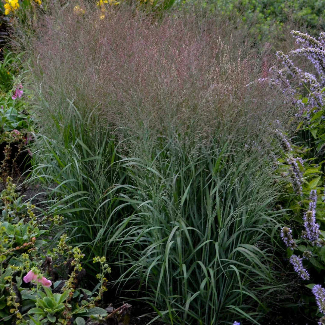 Grass: Panicum &