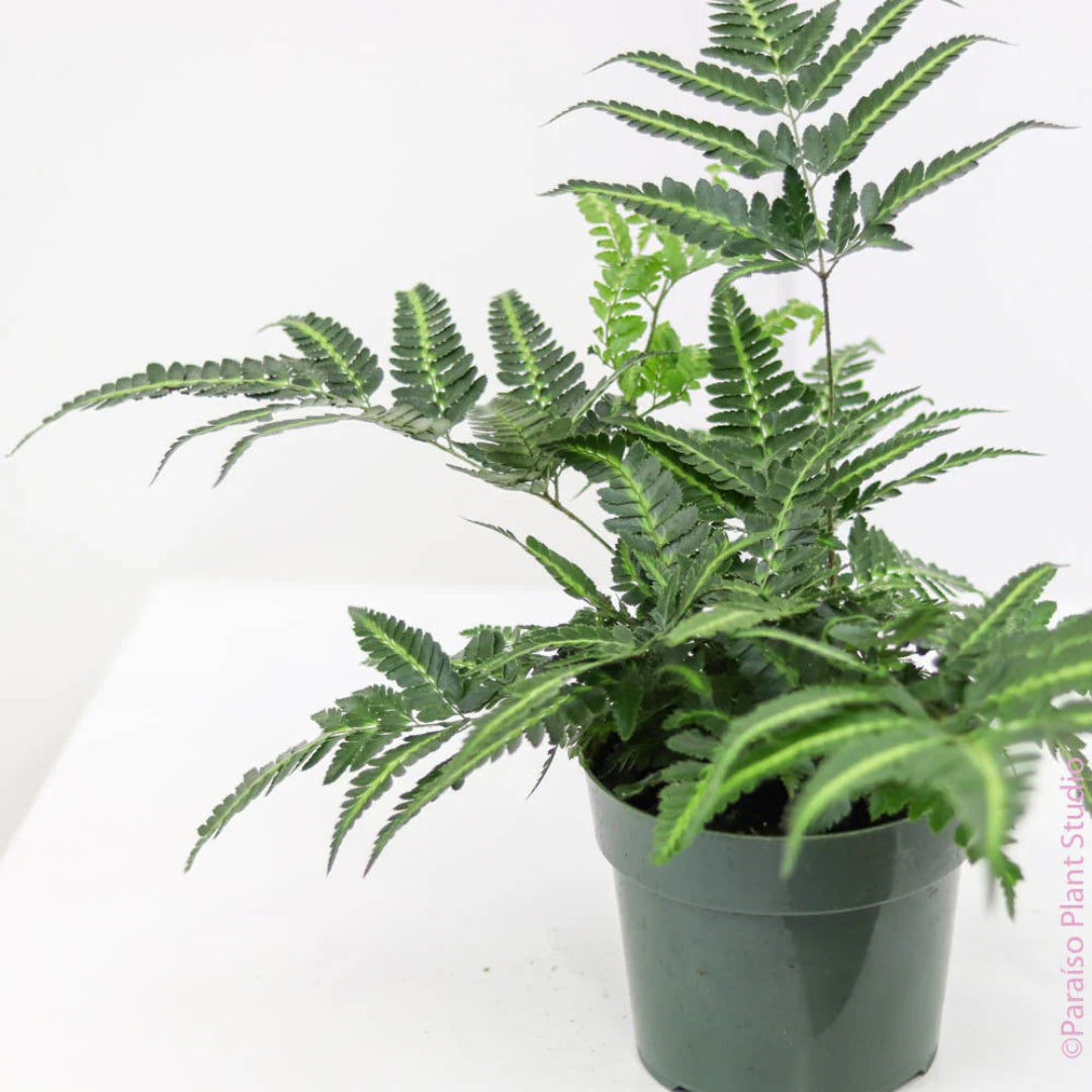 Indian Holly Fern