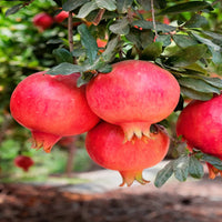 Ripe Parfianka Pomegranate fruit cut open showing juicy red arils