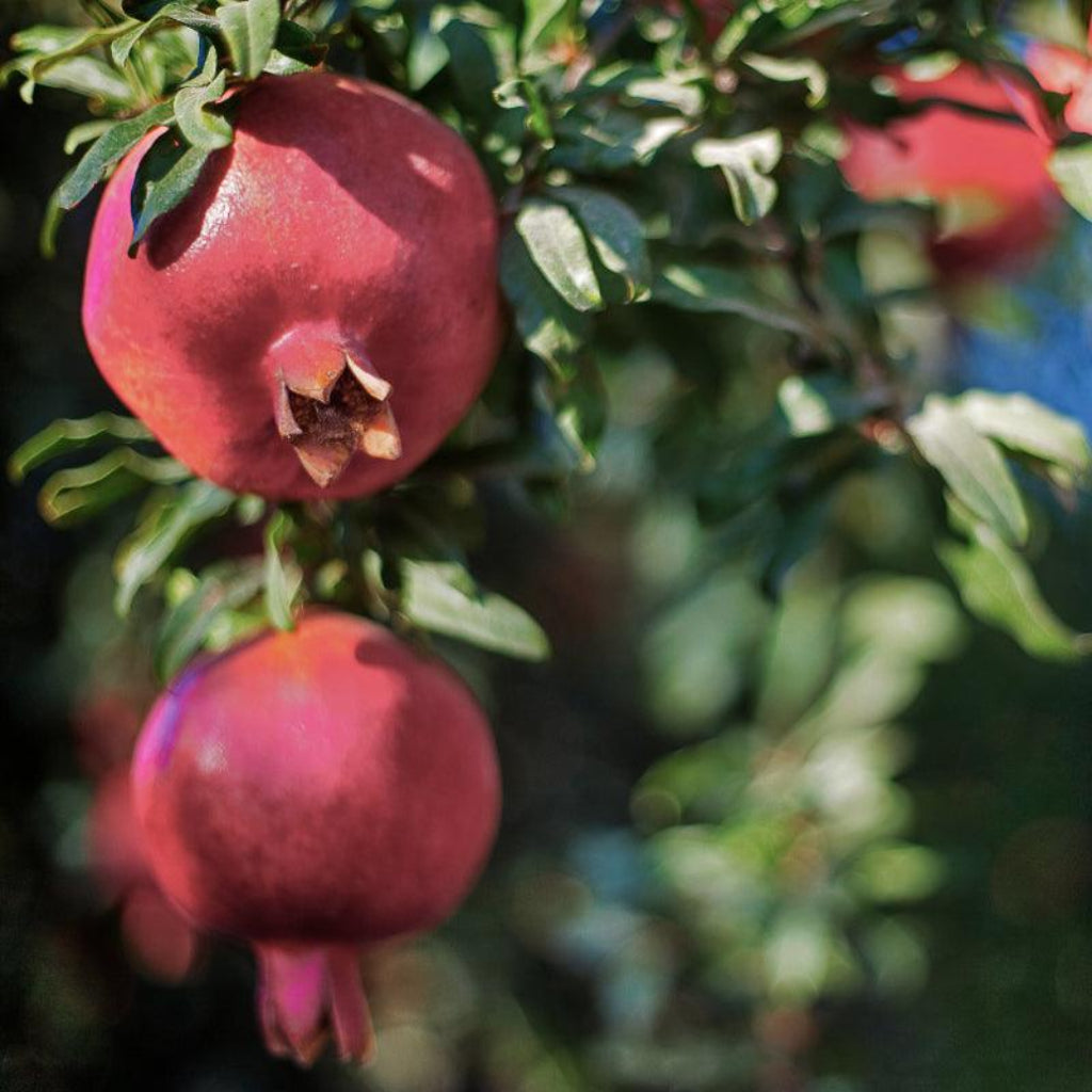 Parfianka Pomegranate