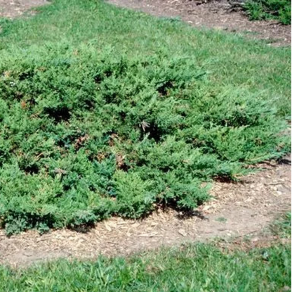 Juniperus horizontalis &