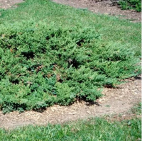 Dwarf Juniper Parsoni shrub for landscaping
