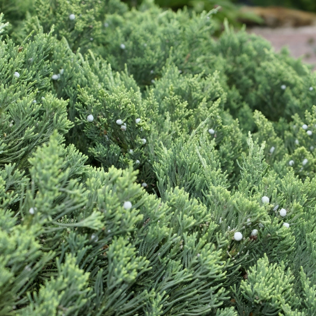 Juniperus horizontalis &