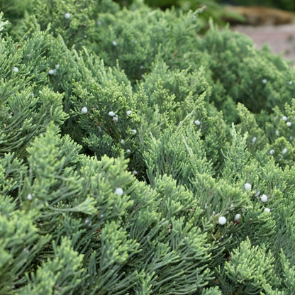 Juniperus horizontalis &