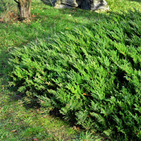 Parsoni Juniper, Evergreen, Low