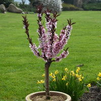 Mandarin Bonfire Patio Peach Tree