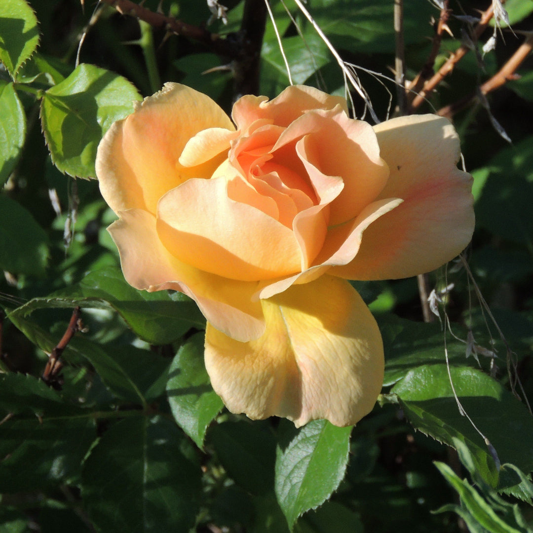 Climbing Peace Rose Tree - The Rose of Roses