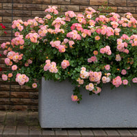 Gentle apricot flowers cover the Peach Drift Rose