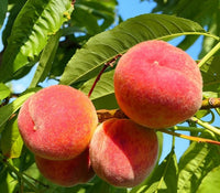 Gulf King Peach