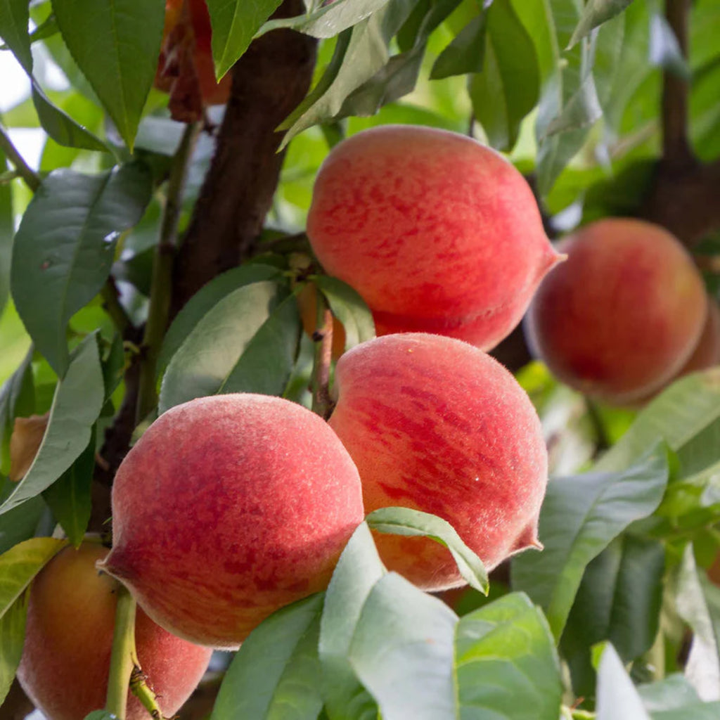 Red Haven Peach Tree