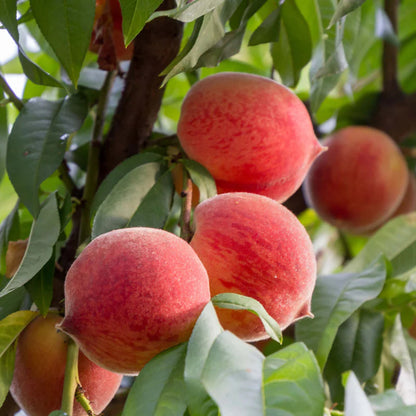 Red Haven Peach Tree