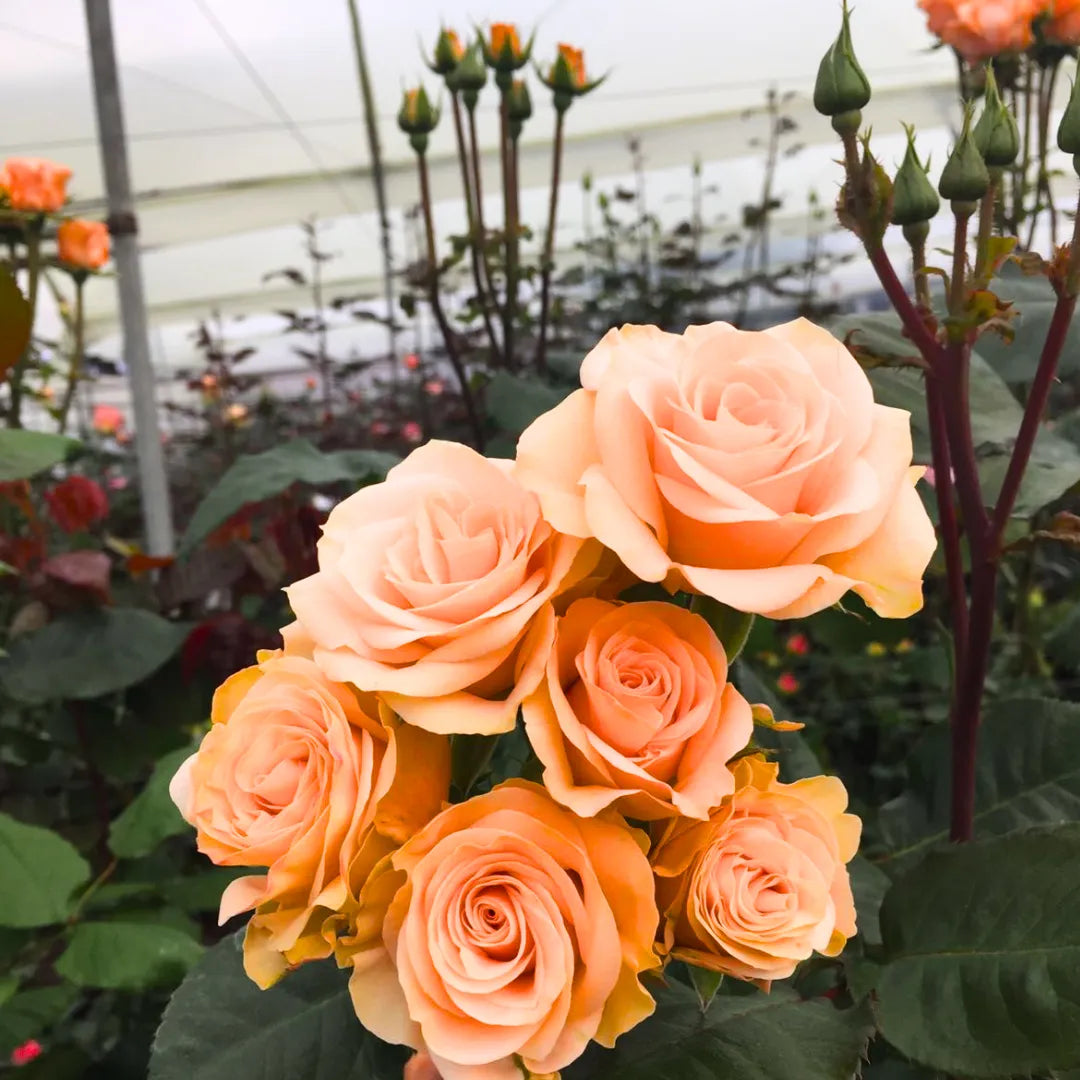Soft Peach Grandiflora Rose