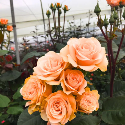 Soft Peach Grandiflora Rose