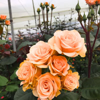 Soft Peach Grandiflora Rose