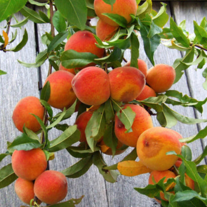 Red Peach Tree