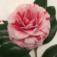 Pebble Hill Peppermint Camellia