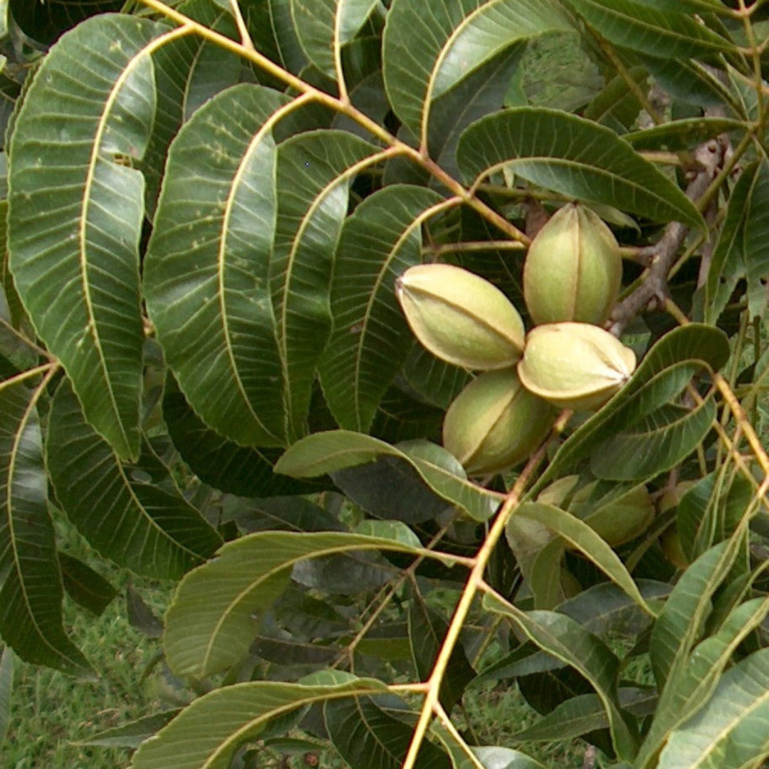 Moreland Pecan Tree