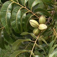 Moreland Pecan Tree