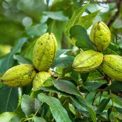 Kiowa Pecan Tree, Produces a Very Large, High Quality Nut.