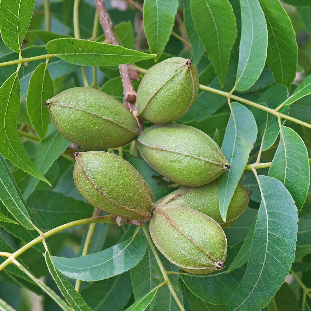 Hardy Pecan Tree