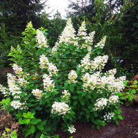 Pee Wee Oakleaf Hydrangea Blooming in Small Gardens and Containers
