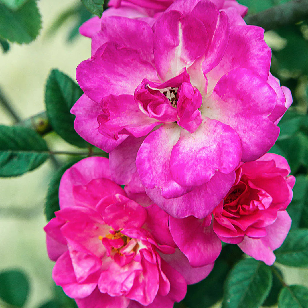 Peggy Martin Rose Shrub