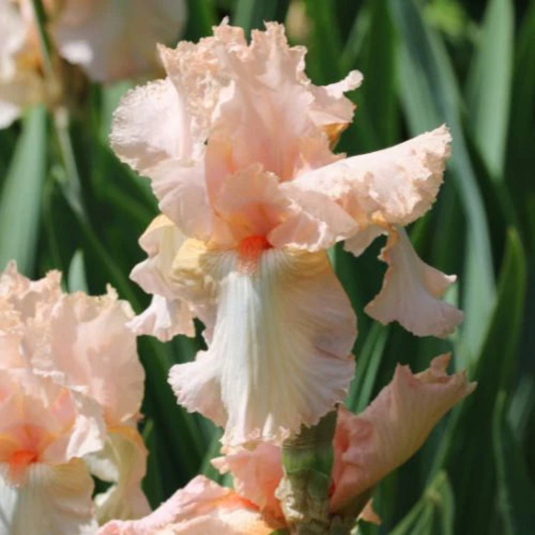 Iris germanica &