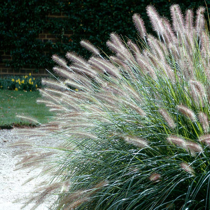 Grass: Pennisetum alopecuroides &