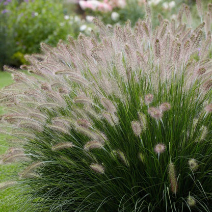 Grass: Pennisetum alopecuroides &