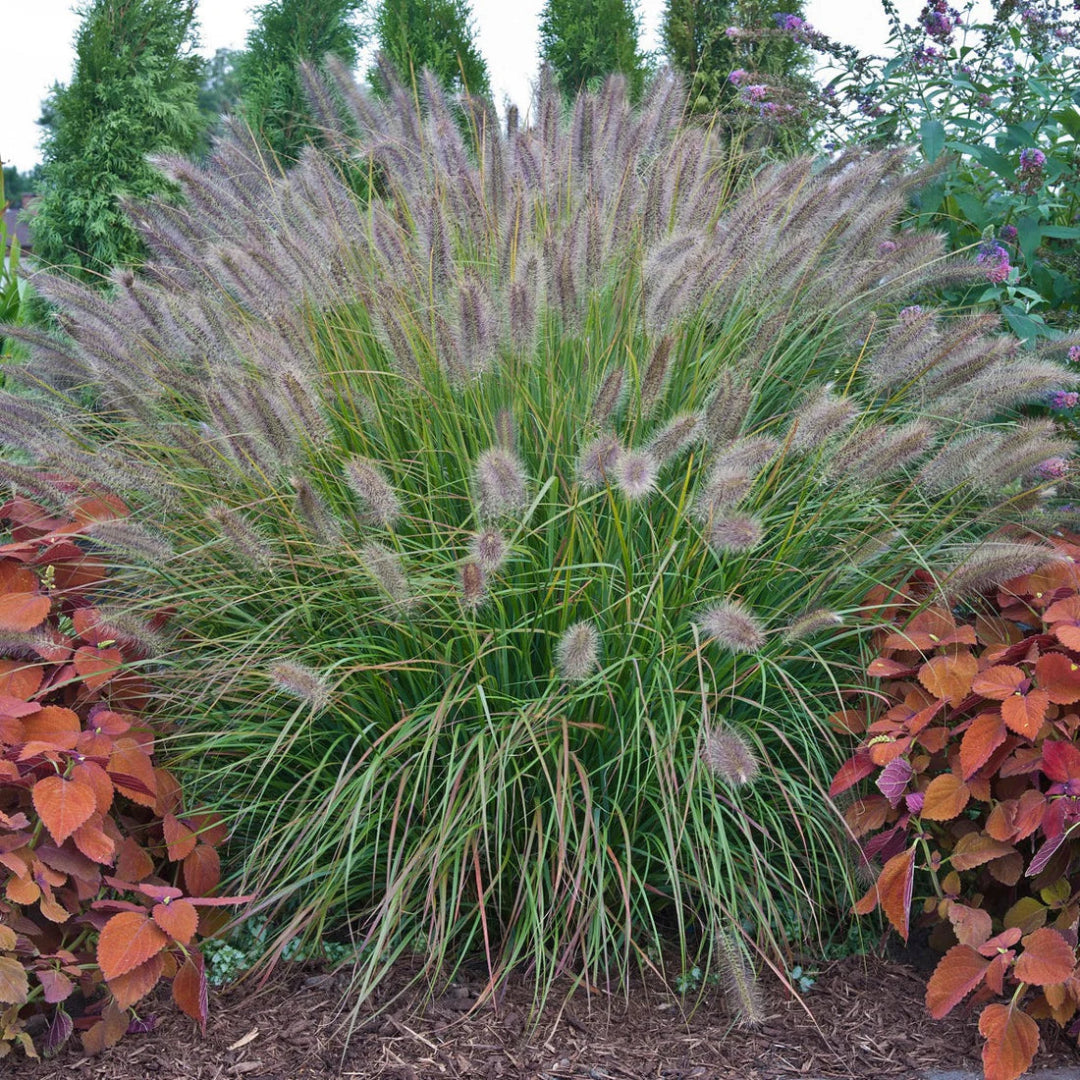 Grass: Pennisetum &