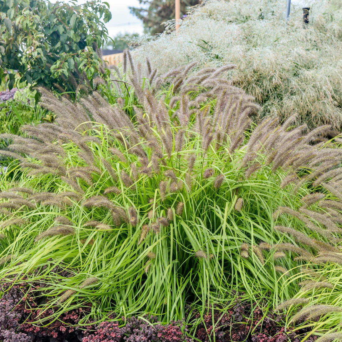 Grass: Pennisetum a. Prairie Winds &