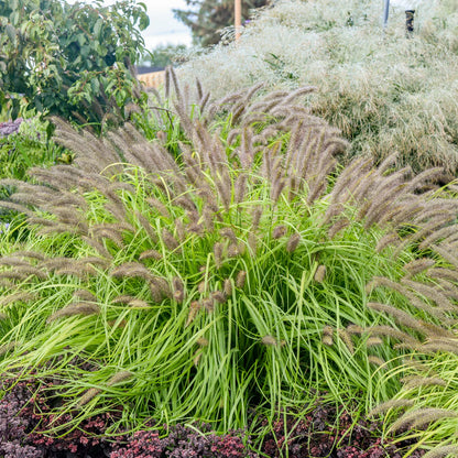 Grass: Pennisetum a. Prairie Winds &