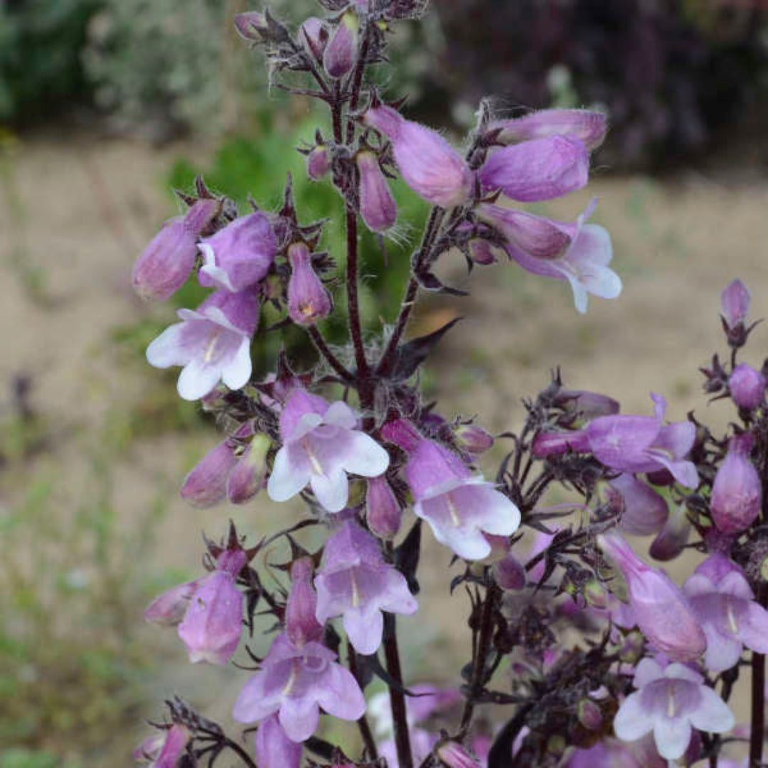 Penstemon &