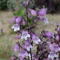 Penstemon 'Midnight Masquerade' - [EG]
