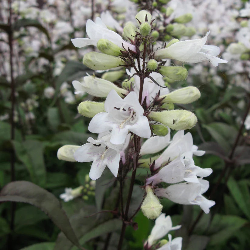 Penstemon Digitalis &