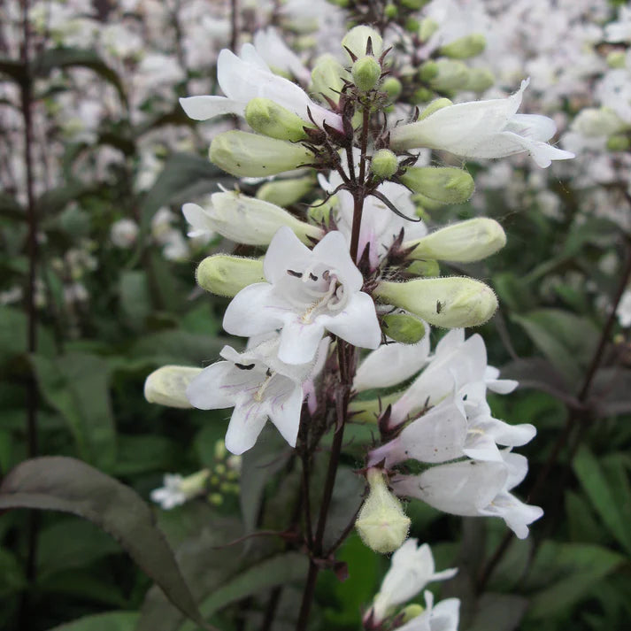 Penstemon digitalis ‘Huskers Red’ (Beard Tongue) - [EG]