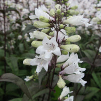 Penstemon digitalis ‘Huskers Red’ (Beard Tongue) - [EG]