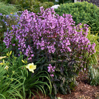 Penstemon 'Midnight Masquerade' - [EG]