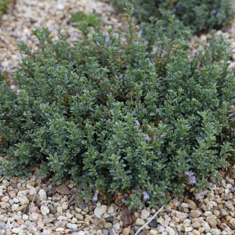 Penstemon xylus &