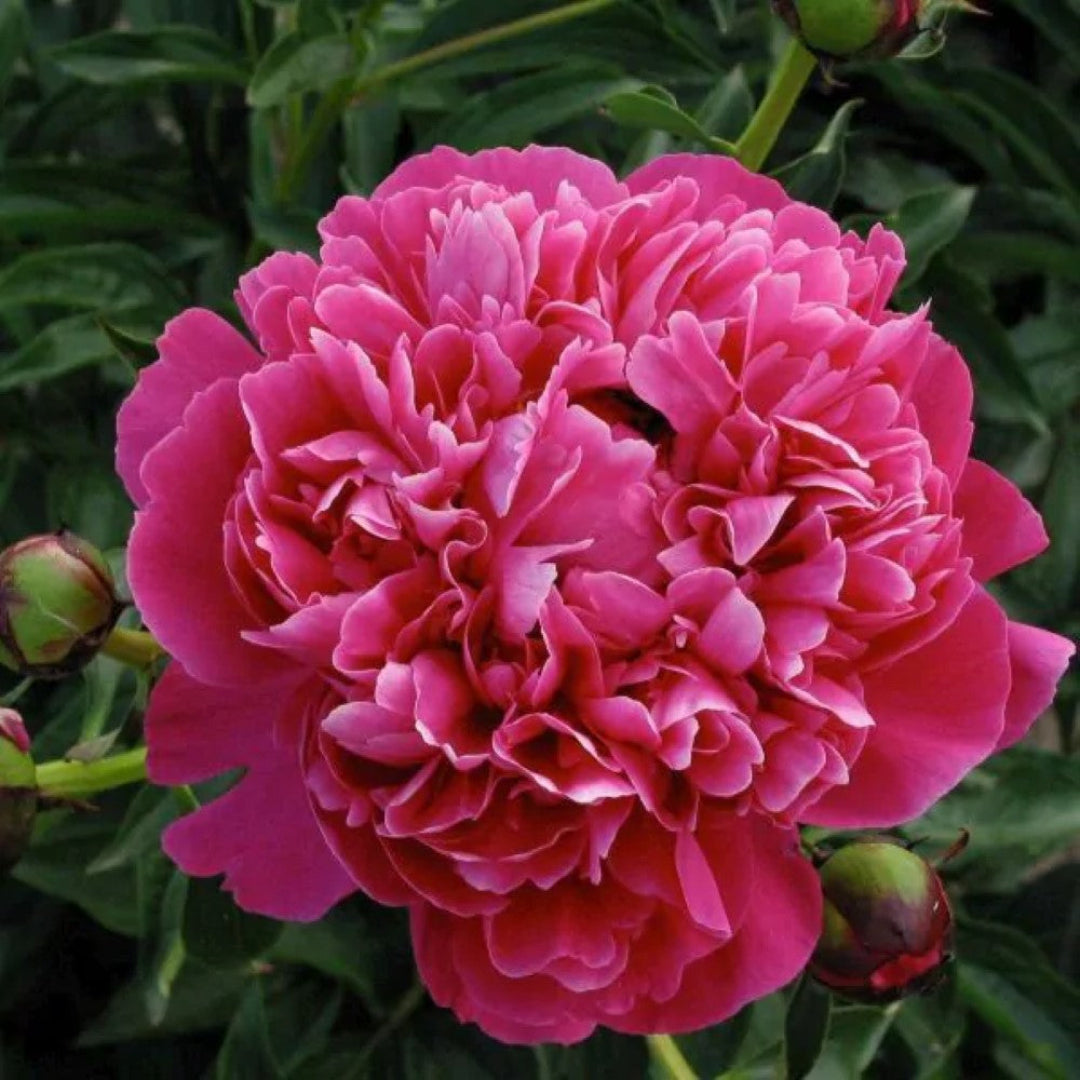 Peony Kansas