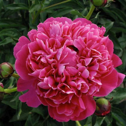Peony Kansas