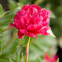 Peony Kansas